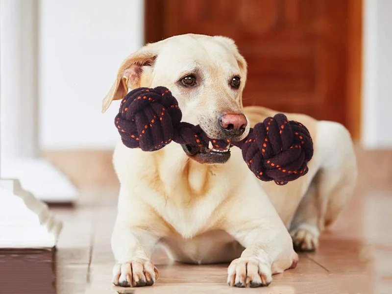 Köpek çiğneme oyuncakları nasıl seçilir？