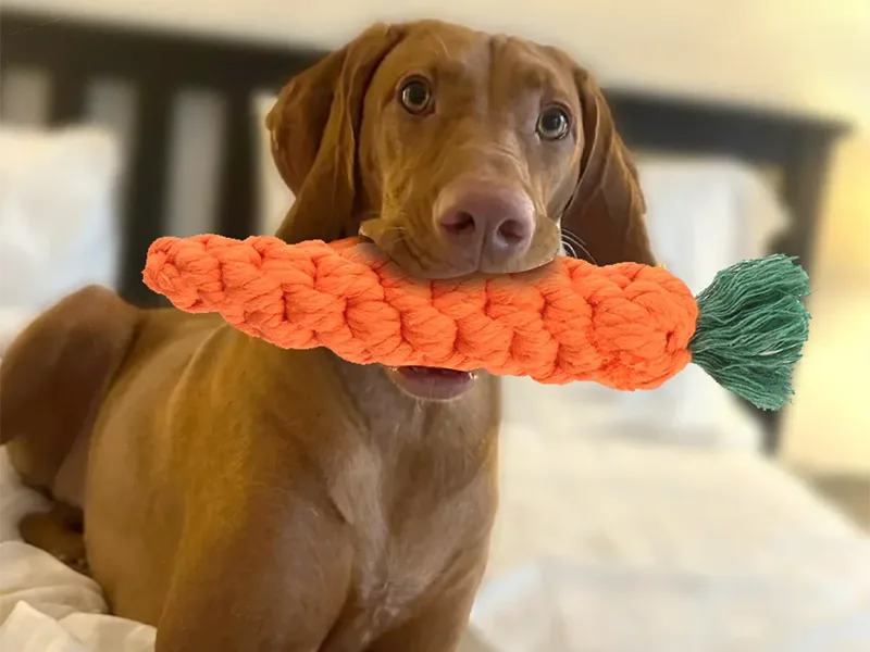 Köpek çiğneme oyuncakları
